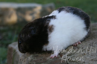 Cirri- Black Tortoiseshell and White (Banded) Shorthaired